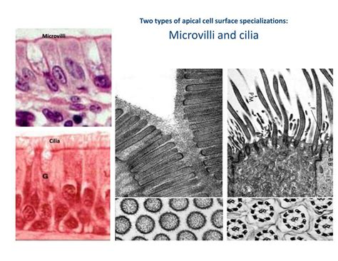 PPT - Histology: Introduction & Epithelial Tissue PowerPoint ...