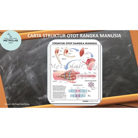 Jual Carta Struktur Otot Rangka Manusia Uk 70 X 100 Cm Art Paper 230