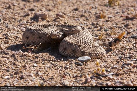 Sonoran Sidewinder