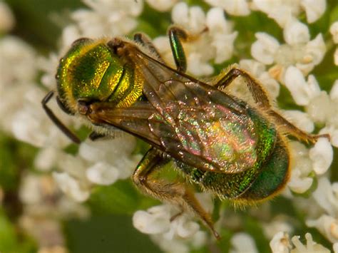 Green Metallic Sweat Bee Augochlorella Aurata Bugguidenet