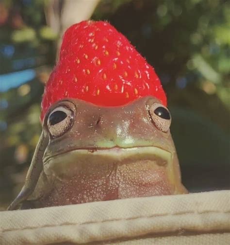 A Close Up Of A Frog With A Strawberry On Its Head