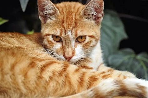 orange tabby cat breed - Cristen Reynoso