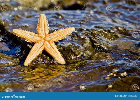 Starfish On The Rock In The Sea Water Stock Image Image 21286271