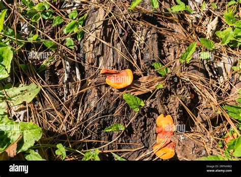 El Hongo Pycnoporus Sanguineus Crece En Madera Muerta Conocido En