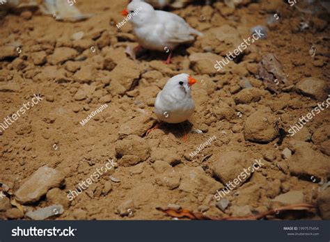 Beautiful White Java Finch Sparrow Stock Photo 1997575454 Shutterstock