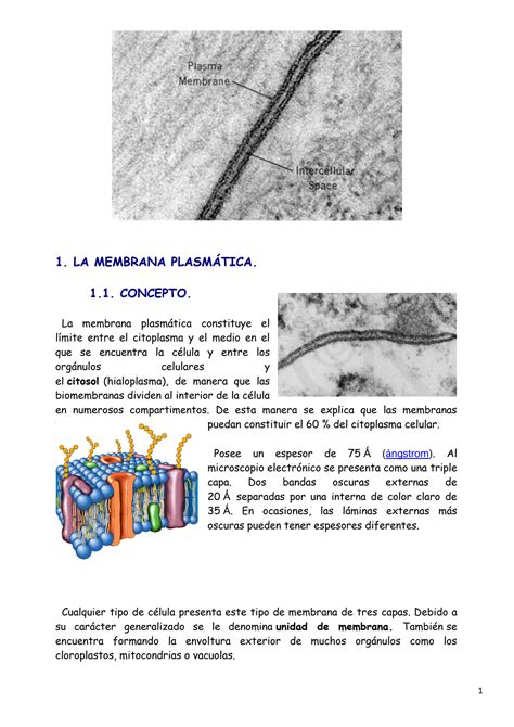 Solution Membrana Plasm Tica Y Pared Celular Studypool