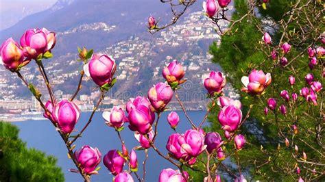 Magnolia Liliiflora In Parco Panoramico Paradiso Park Lake Lugano