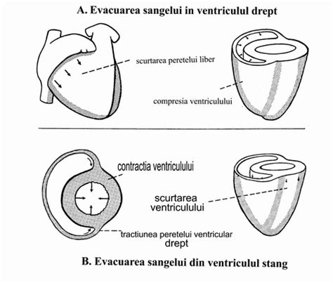 Fiziologia Cordului Particularitatile Morfofunctionale Ale Cordului