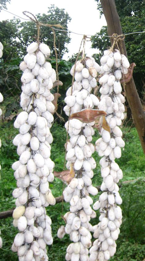 Sericulture In India Silk Production Types Of Silks Desicrafts