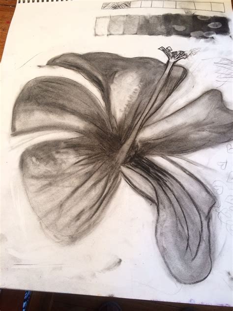 Drawing and Shading Hibiscus Flower | Grasshopper and Sensei