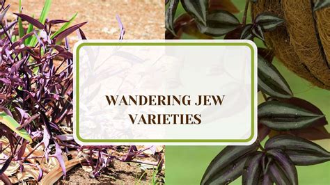 10 Wandering Jew Varieties: Gorgeous Collector Must-Haves - Plant America