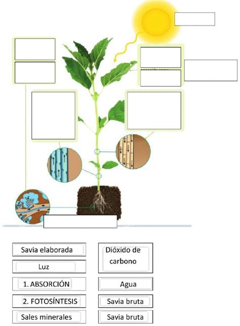 Ayuda Por Favordiagrama Sobre El Proceso De Nutrici N En Las Plantas