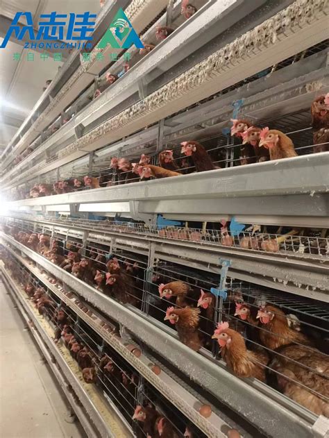 Poultry Equipment Chicken Layer Cages For Sale With Poultry Farm House