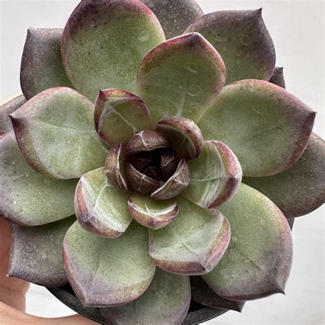 Echeveria Odette 69 DK Succulents Korea Rare Korean Succulents