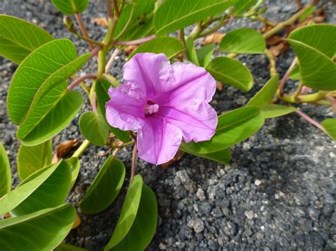 Travelmarx Selected Plants Of The Galápagos Islands