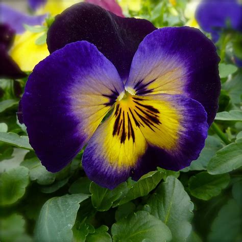 Pretty Pansy Pictures Of Spring Flowers Pansies Flowers Yellow