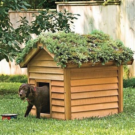 DIY Green Roof Dog Veranda | Your Projects@OBN