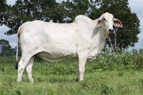 Gado Nelore Caracter Sticas Vantagens E Desvantagens Da Cria O