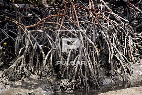 Raizes Escoras - Detalhe de raízes-escoras do mangue da Prainha - praia dos Carneiros ...