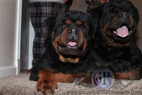 Puppies Guardian Rottweilers