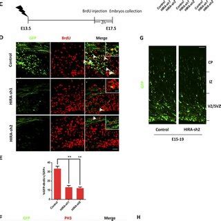 HIRA Knockdown Promotes NPC Terminal Mitosis A The Timeline Shows