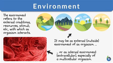 Sentences With The Word Environment MeaningKosh