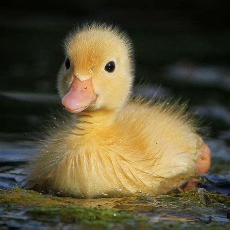 adorable duckling swimming   water pet ducks cute ducklings