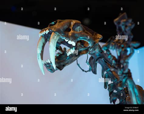 El Esqueleto Fósil De Un Tigre Dientes De Sable Smilodon Fotografía De