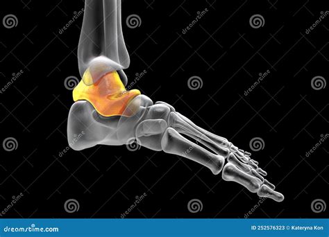 Human Foot Anatomy Talus Bone Of The Foot Stock Illustration