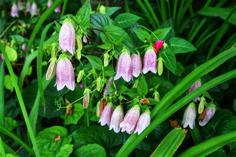 釣鐘状の花を咲かせる「ホタルブクロ」の名前の由来や花言葉をご紹介！