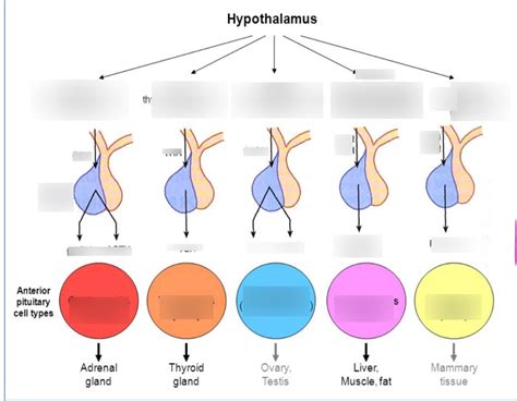 Lecture 2 Endocrinology Last Slide Diagram Quizlet