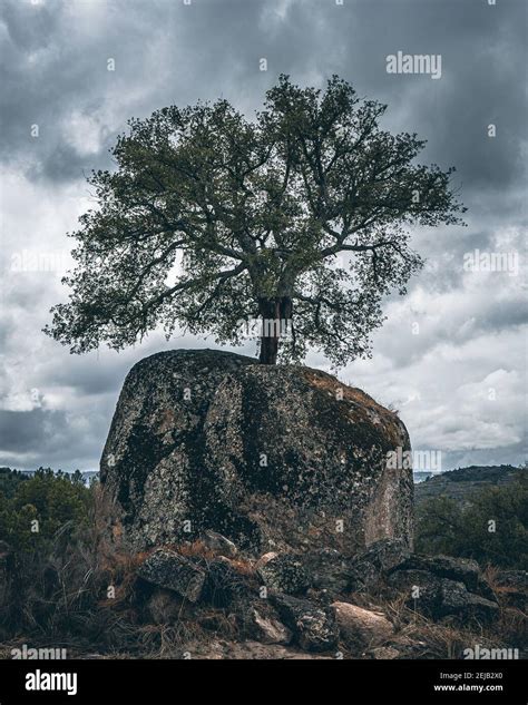 Tree Growing Rock Cliff Hi Res Stock Photography And Images Alamy