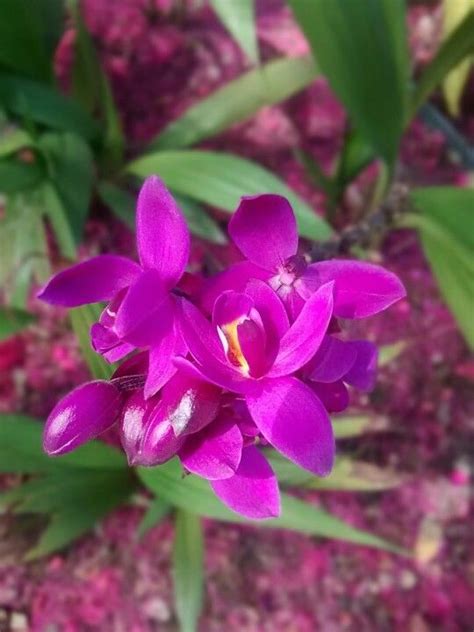 Orquidea Violeta Plants About Plants Gardens Houses Plant Planets