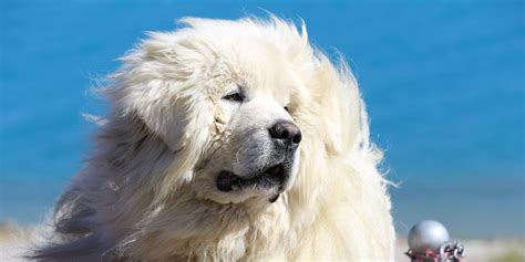 White Tibetan Mastiff