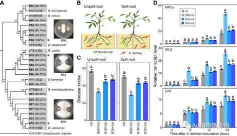 Molecular Plant 东北农大南京农大研究揭示根系分泌物塑造根际微生物组的病害抑制能力！ 知乎