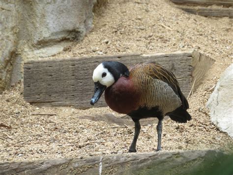 White-faced Whistling Duck - ZooChat