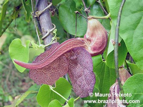 Aristolochia Labiata Macae De Cima