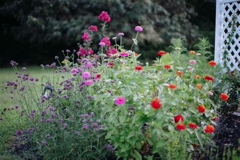 Colorful Zinnias And Verbena In A Vibrant Garden