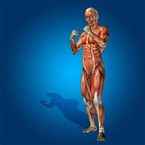 Man With Muscles For Anatomy Designs Stock Photo Design36 100540456