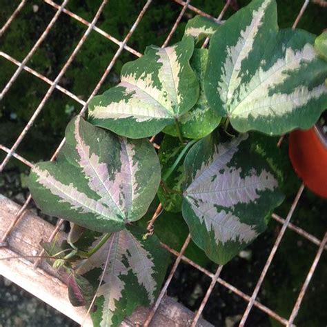 Passiflora Trifasciata Passiflora Foliage Plants Growing Vines