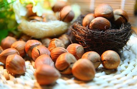 First Hazelnut Festival Wraps Up In Azerbaijans Zaqatala Caspian News