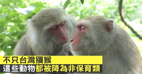 不只台灣獼猴 這些動物都被降為非保育類 新唐人亞太電視台