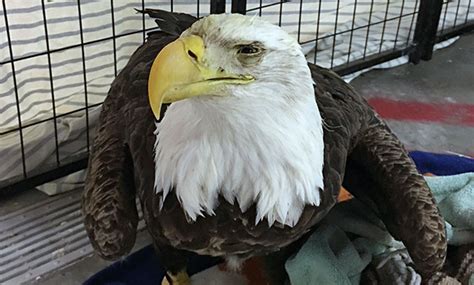 Third Bird With Lead Poisoning Arrives At Wildlife Clinic Veterinary