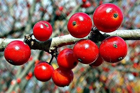 Red Berries Brighten Fall Landscapes - Long after the showy leaves ...