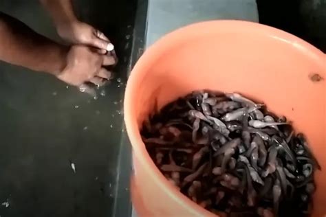 Ternyata Ini 10 Penyebab Kematian Bibit Ikan Lele Yang Jarang Diketahui