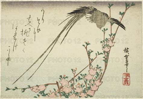 Long Tailed Bird And Peach Blossoms 1830s Utagawa Hiroshige