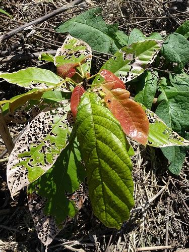 Cacao Chinese Rose Beetles Feeding Injury To Leaves Flickr