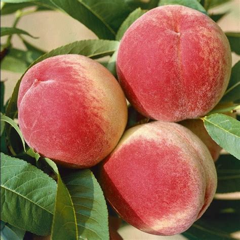 Red Haven Peach Trees 5 Gallon Patio Lawn And Garden