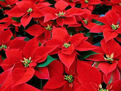 Christmas Poinsettia Wallpapers Wallpaper Cave