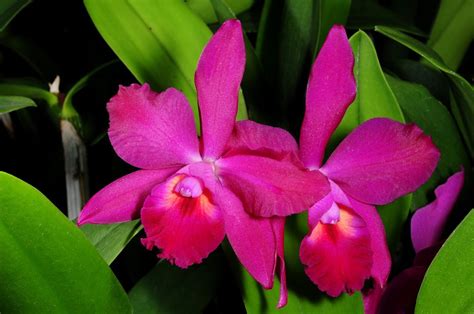 Laeliocattleya Loon Tone African Beauty X Brassavola Venosa Orchids